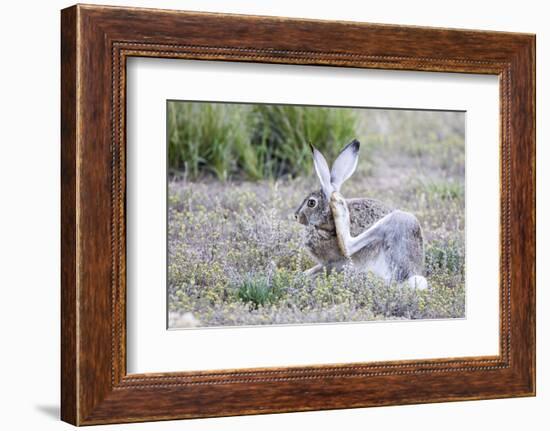 USA, Wyoming, Sublette County. White-tailed Jackrabbit scratches behind it's ear.-Elizabeth Boehm-Framed Photographic Print