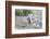 USA, Wyoming, Sublette County. White-tailed Jackrabbit scratches behind it's ear.-Elizabeth Boehm-Framed Photographic Print