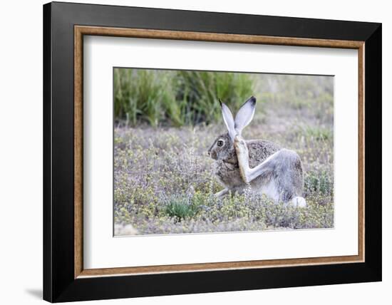 USA, Wyoming, Sublette County. White-tailed Jackrabbit scratches behind it's ear.-Elizabeth Boehm-Framed Photographic Print