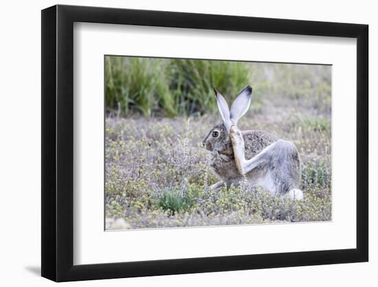 USA, Wyoming, Sublette County. White-tailed Jackrabbit scratches behind it's ear.-Elizabeth Boehm-Framed Photographic Print