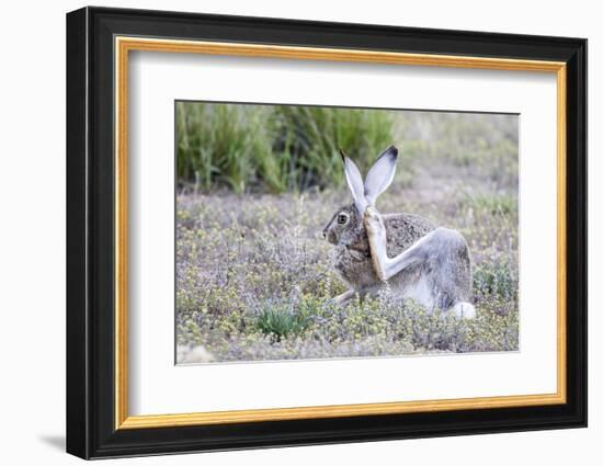 USA, Wyoming, Sublette County. White-tailed Jackrabbit scratches behind it's ear.-Elizabeth Boehm-Framed Photographic Print