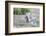 USA, Wyoming, Sublette County. White-tailed Jackrabbit scratches behind it's ear.-Elizabeth Boehm-Framed Photographic Print