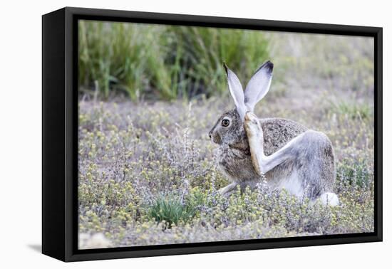 USA, Wyoming, Sublette County. White-tailed Jackrabbit scratches behind it's ear.-Elizabeth Boehm-Framed Premier Image Canvas