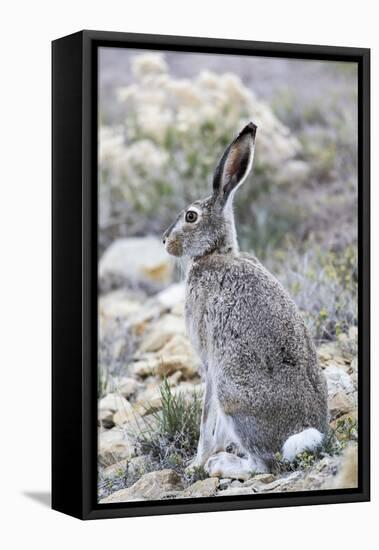 USA, Wyoming, Sublette County. White-tailed Jackrabbit sitting in a rocky habitat.-Elizabeth Boehm-Framed Premier Image Canvas