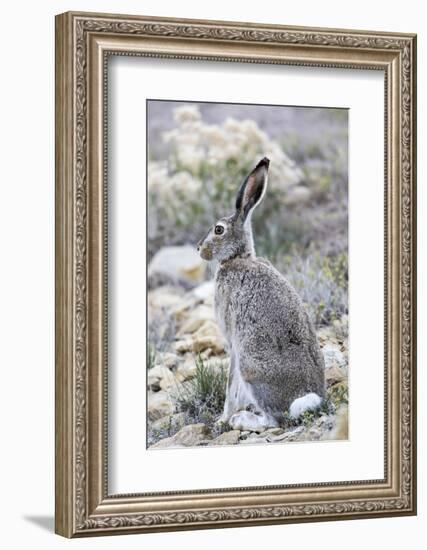 USA, Wyoming, Sublette County. White-tailed Jackrabbit sitting in a rocky habitat.-Elizabeth Boehm-Framed Photographic Print