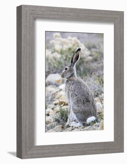 USA, Wyoming, Sublette County. White-tailed Jackrabbit sitting in a rocky habitat.-Elizabeth Boehm-Framed Photographic Print