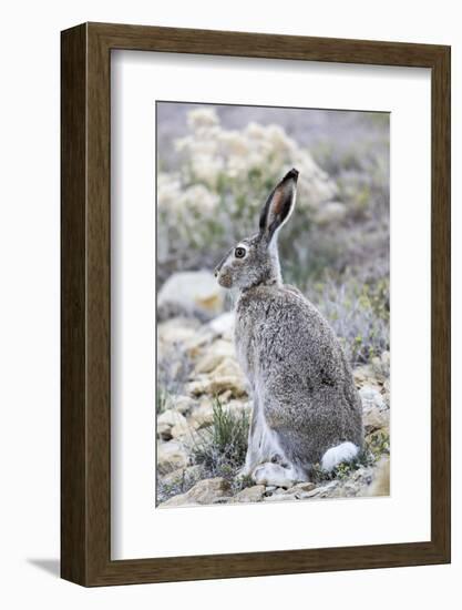 USA, Wyoming, Sublette County. White-tailed Jackrabbit sitting in a rocky habitat.-Elizabeth Boehm-Framed Photographic Print