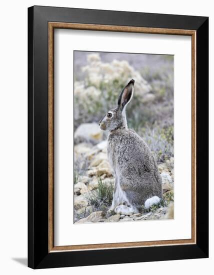 USA, Wyoming, Sublette County. White-tailed Jackrabbit sitting in a rocky habitat.-Elizabeth Boehm-Framed Photographic Print