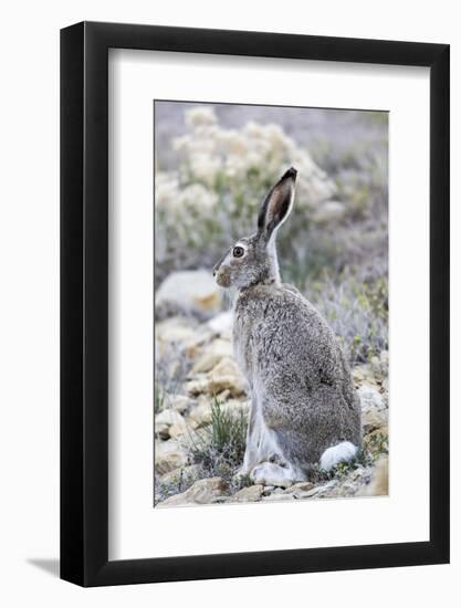 USA, Wyoming, Sublette County. White-tailed Jackrabbit sitting in a rocky habitat.-Elizabeth Boehm-Framed Photographic Print