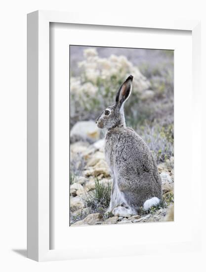 USA, Wyoming, Sublette County. White-tailed Jackrabbit sitting in a rocky habitat.-Elizabeth Boehm-Framed Photographic Print