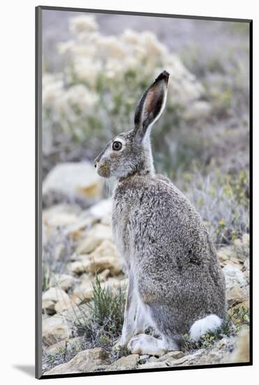 USA, Wyoming, Sublette County. White-tailed Jackrabbit sitting in a rocky habitat.-Elizabeth Boehm-Mounted Photographic Print