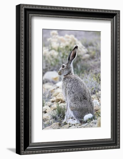 USA, Wyoming, Sublette County. White-tailed Jackrabbit sitting in a rocky habitat.-Elizabeth Boehm-Framed Photographic Print