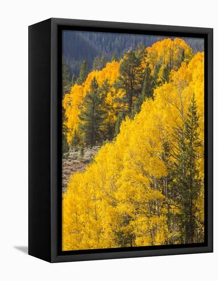 USA, Wyoming, Sublette County. Wyoming Range, colorful autumn aspens are layered with conifers-Elizabeth Boehm-Framed Premier Image Canvas