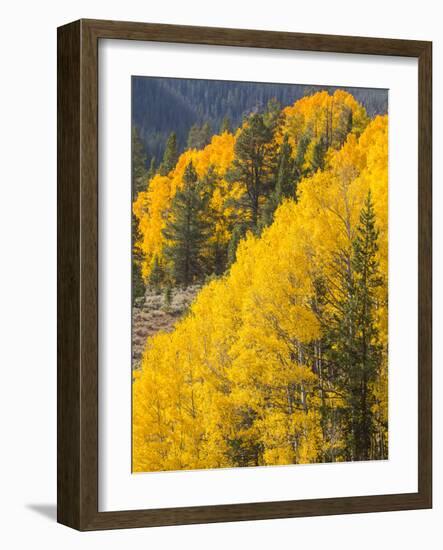 USA, Wyoming, Sublette County. Wyoming Range, colorful autumn aspens are layered with conifers-Elizabeth Boehm-Framed Photographic Print