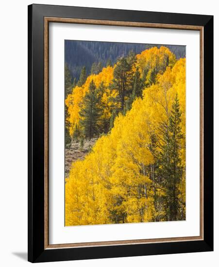 USA, Wyoming, Sublette County. Wyoming Range, colorful autumn aspens are layered with conifers-Elizabeth Boehm-Framed Photographic Print