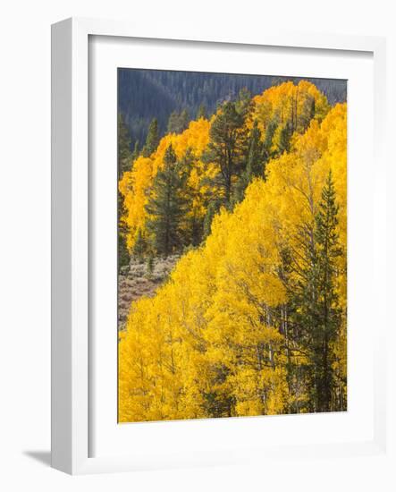 USA, Wyoming, Sublette County. Wyoming Range, colorful autumn aspens are layered with conifers-Elizabeth Boehm-Framed Photographic Print