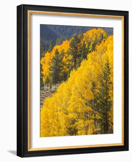 USA, Wyoming, Sublette County. Wyoming Range, colorful autumn aspens are layered with conifers-Elizabeth Boehm-Framed Photographic Print