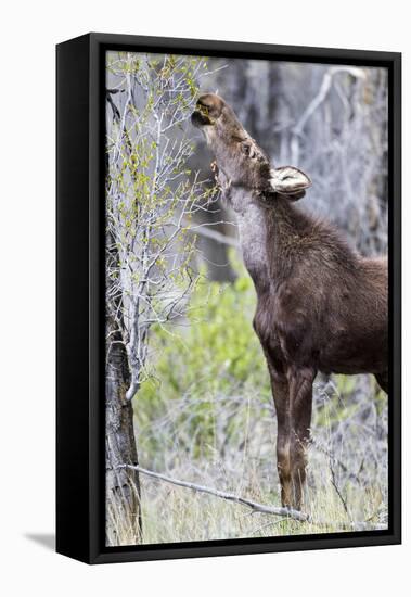 USA, Wyoming, Sublette County. Yearling moose calf reaches for leaves in springtime.-Elizabeth Boehm-Framed Premier Image Canvas