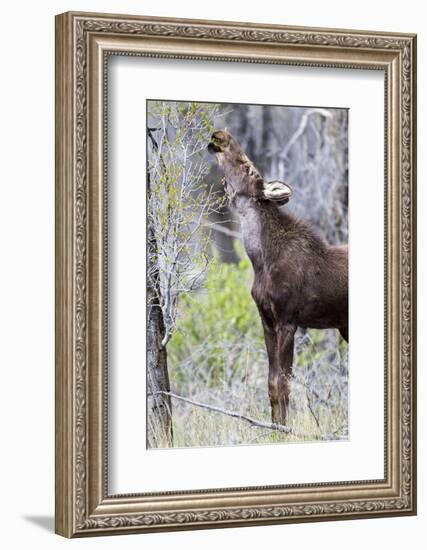 USA, Wyoming, Sublette County. Yearling moose calf reaches for leaves in springtime.-Elizabeth Boehm-Framed Photographic Print