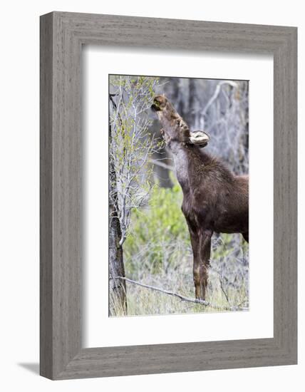 USA, Wyoming, Sublette County. Yearling moose calf reaches for leaves in springtime.-Elizabeth Boehm-Framed Photographic Print