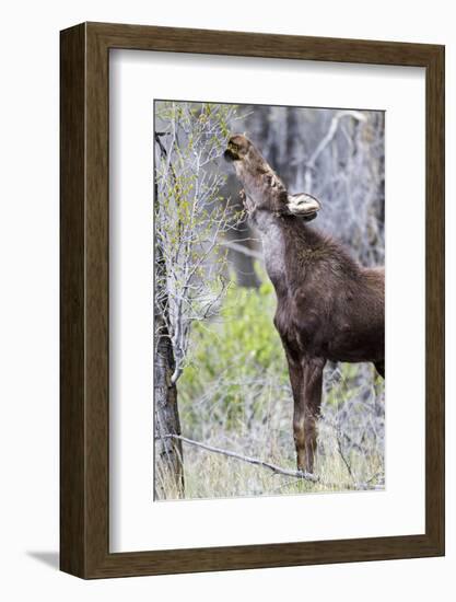 USA, Wyoming, Sublette County. Yearling moose calf reaches for leaves in springtime.-Elizabeth Boehm-Framed Photographic Print