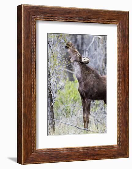 USA, Wyoming, Sublette County. Yearling moose calf reaches for leaves in springtime.-Elizabeth Boehm-Framed Photographic Print