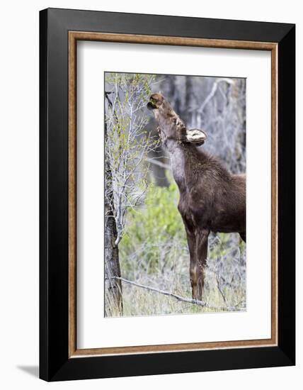 USA, Wyoming, Sublette County. Yearling moose calf reaches for leaves in springtime.-Elizabeth Boehm-Framed Photographic Print
