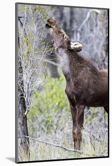 USA, Wyoming, Sublette County. Yearling moose calf reaches for leaves in springtime.-Elizabeth Boehm-Mounted Photographic Print