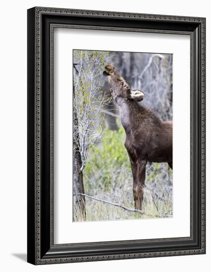 USA, Wyoming, Sublette County. Yearling moose calf reaches for leaves in springtime.-Elizabeth Boehm-Framed Photographic Print