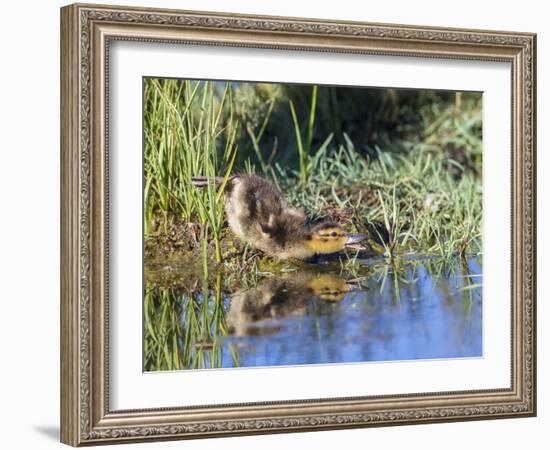 USA, Wyoming, Sublette County. Young duckling stretching alongside a small pond.-Elizabeth Boehm-Framed Photographic Print