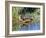 USA, Wyoming, Sublette County. Young duckling stretching alongside a small pond.-Elizabeth Boehm-Framed Photographic Print