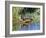 USA, Wyoming, Sublette County. Young duckling stretching alongside a small pond.-Elizabeth Boehm-Framed Photographic Print