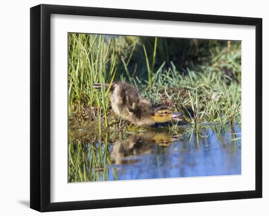 USA, Wyoming, Sublette County. Young duckling stretching alongside a small pond.-Elizabeth Boehm-Framed Photographic Print
