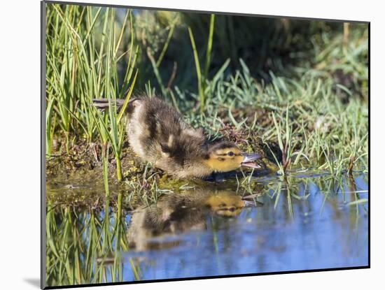 USA, Wyoming, Sublette County. Young duckling stretching alongside a small pond.-Elizabeth Boehm-Mounted Photographic Print