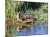 USA, Wyoming, Sublette County. Young duckling stretching alongside a small pond.-Elizabeth Boehm-Mounted Photographic Print