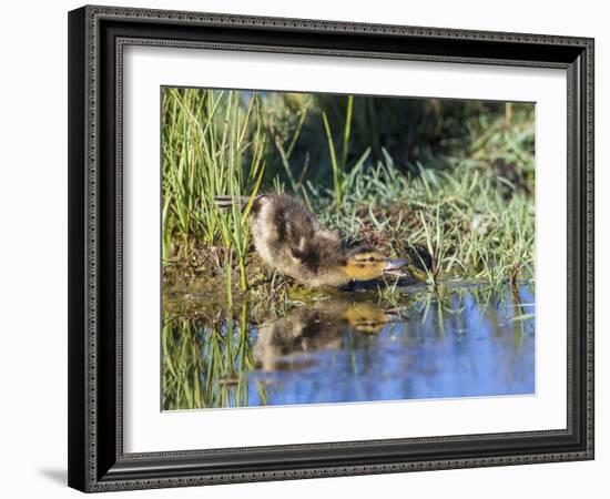 USA, Wyoming, Sublette County. Young duckling stretching alongside a small pond.-Elizabeth Boehm-Framed Photographic Print