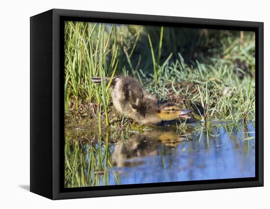 USA, Wyoming, Sublette County. Young duckling stretching alongside a small pond.-Elizabeth Boehm-Framed Premier Image Canvas