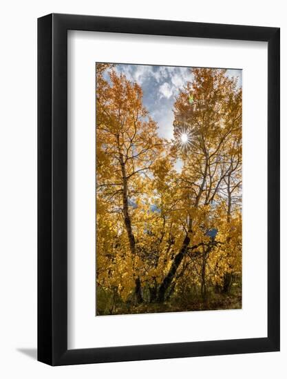 USA, Wyoming. Sunburst through the autumn aspen, Grand Teton National Park.-Judith Zimmerman-Framed Photographic Print