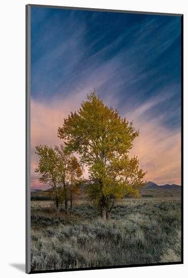 USA, Wyoming. Sunset clouds and cottonwoods, near Antelope Flats and Mormon Row, Grand Teton NP-Judith Zimmerman-Mounted Photographic Print