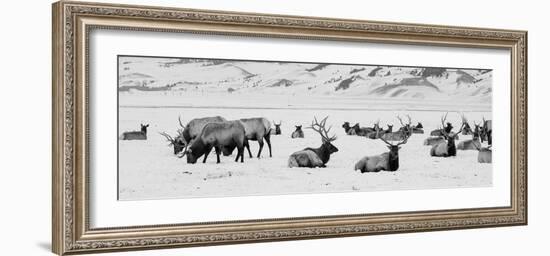 USA, Wyoming, Tetons National Park, National Elk Refuge. Large elk herd in winter.-Cindy Miller Hopkins-Framed Photographic Print