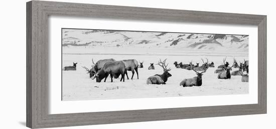 USA, Wyoming, Tetons National Park, National Elk Refuge. Large elk herd in winter.-Cindy Miller Hopkins-Framed Photographic Print