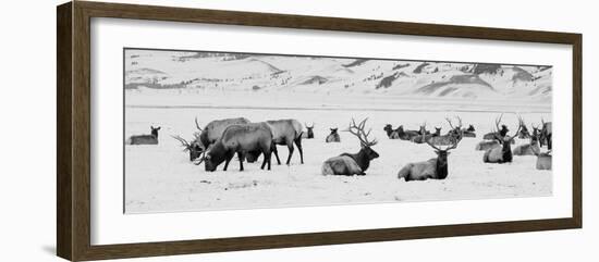 USA, Wyoming, Tetons National Park, National Elk Refuge. Large elk herd in winter.-Cindy Miller Hopkins-Framed Photographic Print