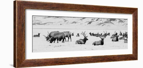 USA, Wyoming, Tetons National Park, National Elk Refuge. Large elk herd in winter.-Cindy Miller Hopkins-Framed Photographic Print