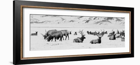 USA, Wyoming, Tetons National Park, National Elk Refuge. Large elk herd in winter.-Cindy Miller Hopkins-Framed Photographic Print