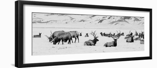 USA, Wyoming, Tetons National Park, National Elk Refuge. Large elk herd in winter.-Cindy Miller Hopkins-Framed Photographic Print