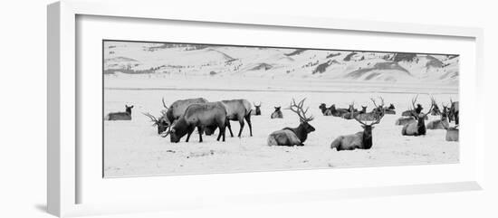 USA, Wyoming, Tetons National Park, National Elk Refuge. Large elk herd in winter.-Cindy Miller Hopkins-Framed Photographic Print