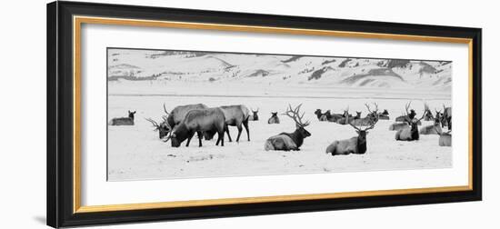 USA, Wyoming, Tetons National Park, National Elk Refuge. Large elk herd in winter.-Cindy Miller Hopkins-Framed Photographic Print