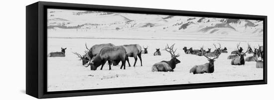 USA, Wyoming, Tetons National Park, National Elk Refuge. Large elk herd in winter.-Cindy Miller Hopkins-Framed Premier Image Canvas