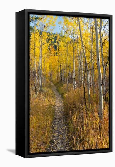 USA, Wyoming. Trail through autumn Aspens and grasslands, Black Tail Butte, Grand Teton NP.-Judith Zimmerman-Framed Premier Image Canvas