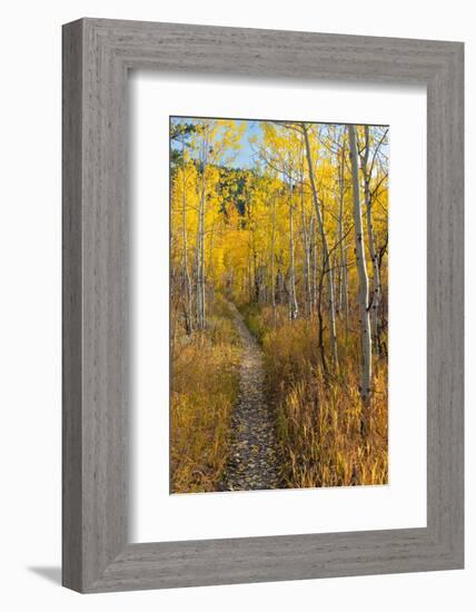 USA, Wyoming. Trail through autumn Aspens and grasslands, Black Tail Butte, Grand Teton NP.-Judith Zimmerman-Framed Photographic Print